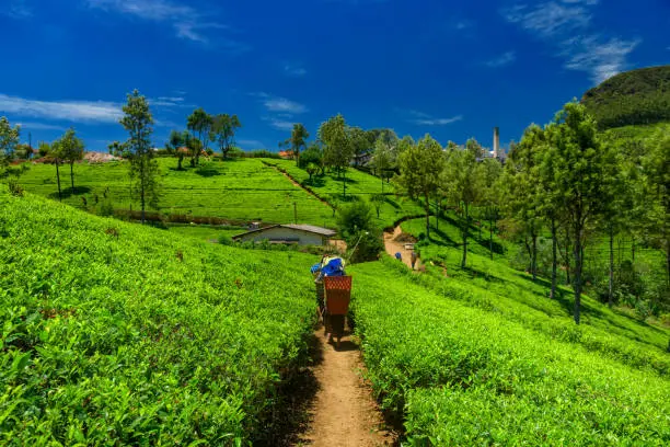 Travel Image